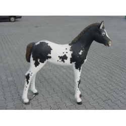Żrebak, konik młody C226b-h147x150cm Źrebak cz-b